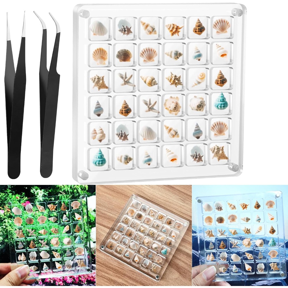 Clear Acrylic Magnetic Seashel - Display Case Acrylic 评论和价格